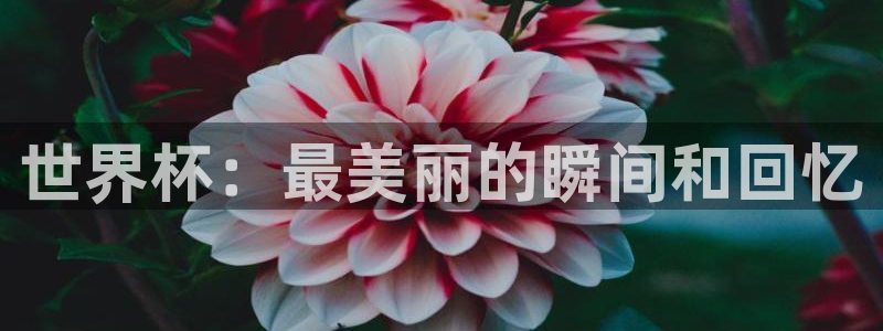 世界杯足球2026:世界杯:最美丽的瞬间和回忆